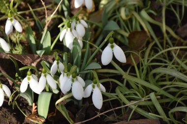 Güneşli yaz gününde bahçede yetişen güzel çiçekler. 