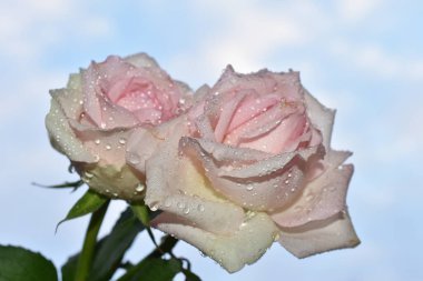 Mavi arka planda güzel çiçekler