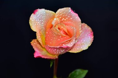 Koyu arkaplanda güzel bir gül, yaz konsepti, yakın görüş   