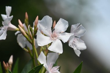 Güneşli yaz gününde bahçede yetişen güzel çiçekler. 