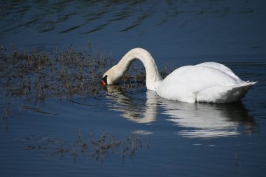 Güzel beyaz kuğu yaz günü göl yüzeyinde yüzüyor. 