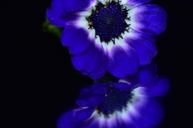 Koyu arkaplanda güzel çiçekler