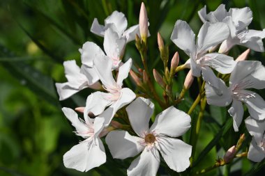 Güneşli yaz gününde bahçede yetişen güzel çiçekler. 