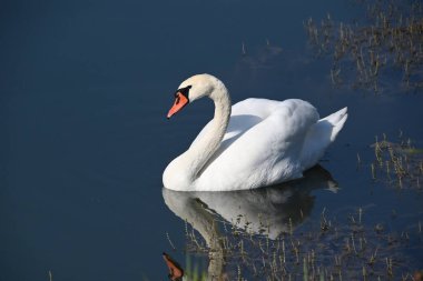 Güzel beyaz kuğu yaz günü göl yüzeyinde yüzüyor. 