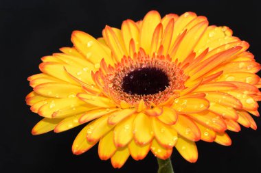 Karanlık arka planda güzel Gerbera çiçeği, yaz konsepti, yakın görüş  
