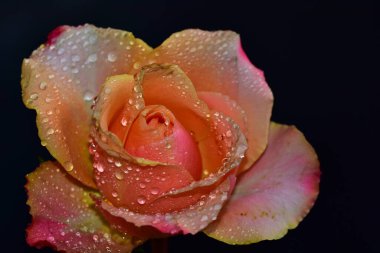 Koyu arkaplanda güzel bir gül, yaz konsepti, yakın görüş   