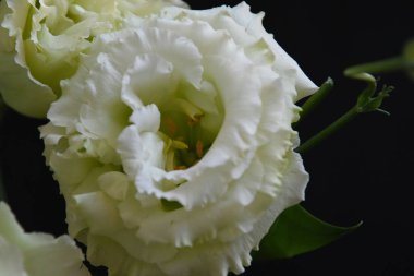 Karanlık arka planda güzel Eustoma çiçekleri, yaz konsepti, yakın görüş  