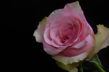 Koyu arkaplanda güzel bir gül, yaz konsepti, yakın görüş  