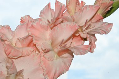 Gökyüzü arka planında güzel gladyatörler, yaz konsepti, yakın görüş  