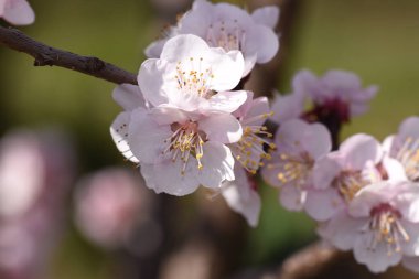 Çiçekli kiraz ağacı dalları. Güzel çiçekler, yakın plan, bahar konsepti.  