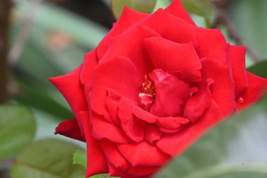 Bahçedeki güzel çiçekleri kapat.