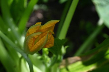 Güneşli yaz gününde bahçede yetişen güzel çiçekler. 