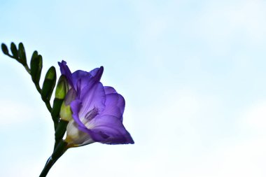 Mavi arka planda güzel çiçekler