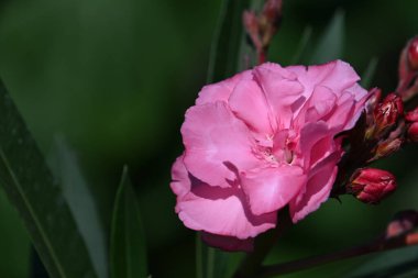 Güneşli yaz gününde bahçede büyüyen güzel bir çiçek. 