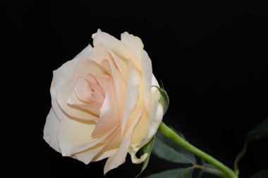 Koyu arkaplanda güzel bir gül, yaz konsepti, yakın görüş  