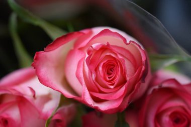 Koyu arkaplanda güzel güller, yaz konsepti, yakın manzara  