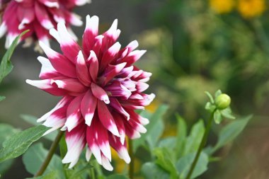 Güneşli yaz gününde bahçede yetişen güzel çiçekler. 