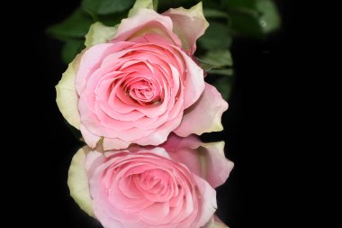 Koyu arkaplanda güzel bir gül, yaz konsepti, yakın görüş  