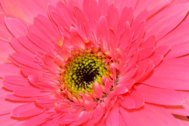 Karanlık arka planda güzel Gerbera çiçeği, yaz konsepti, yakın görüş  