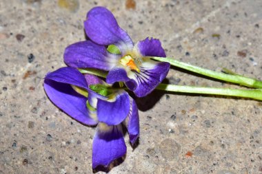 Güneşli yaz gününde bahçede yetişen güzel çiçekler. 