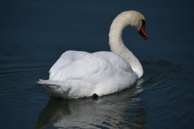 Güzel beyaz kuğu yaz günü göl yüzeyinde yüzüyor. 