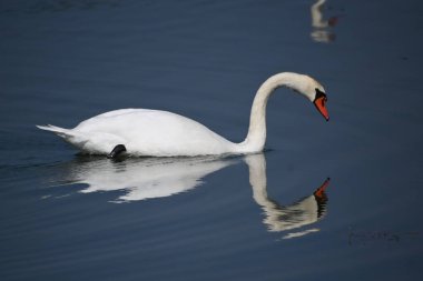 Güzel beyaz kuğu yaz günü göl yüzeyinde yüzüyor. 