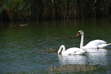 Güzel beyaz kuğular yaz günü göl yüzeyinde yüzerler. 