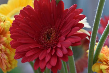 Güzel Gerbera çiçekleri, yaz konsepti, yakın manzara  