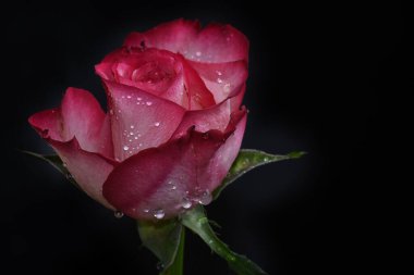 Koyu arkaplanda güzel bir gül, yaz konsepti, yakın görüş  