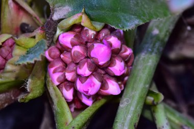Güneşli yaz gününde bahçede yetişen güzel çiçekler. 