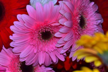 Koyu arkaplanda güzel Gerbera çiçekleri, yaz konsepti, yakın görüş  