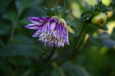 Güneşli yaz gününde bahçede yetişen güzel çiçekler. 