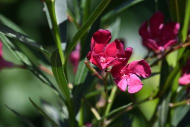 Güneşli yaz gününde bahçede yetişen güzel çiçekler. 