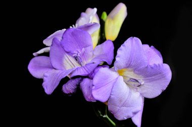 Koyu arkaplanda güzel çiçekler, yaz konsepti, yakın manzara