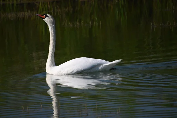 Hermoso Cisne Blanco Nadando Superficie Del Agua Del Lago Día —  Fotos de Stock