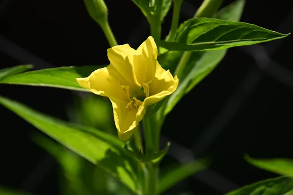 夏天阳光明媚的日子 花园里长着美丽的花 — 图库照片