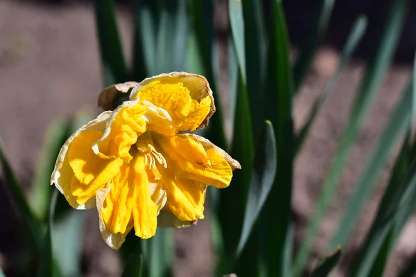 Primo Piano Bellissimi Fiori Sul Giardino — Foto Stock