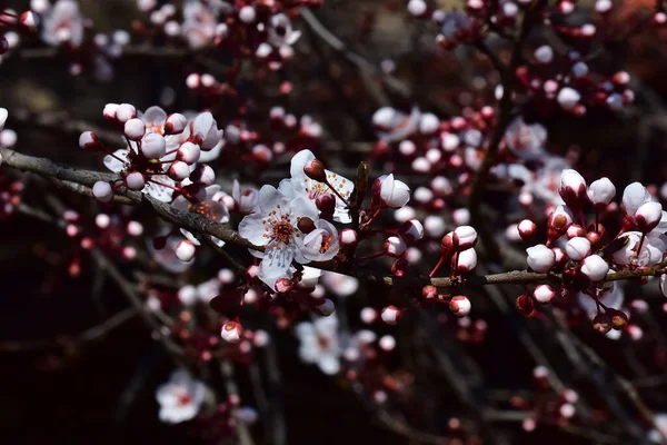 Квітучі Гілки Вишневого Дерева Квітучими Красивими Квітами Крупним Планом Весняна — стокове фото