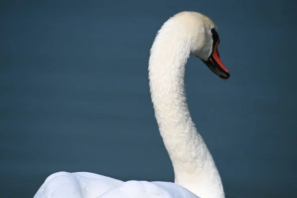 Beau Cygne Blanc Nageant Sur Surface Eau Lac Jour Été — Photo