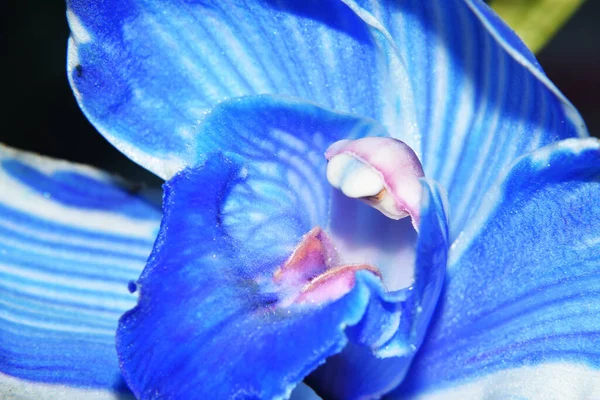 Schöne Blume Auf Dunklem Hintergrund Sommerkonzept Nahsicht — Stockfoto