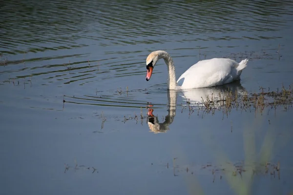 Bellissimo Cigno Bianco Che Nuota Sulla Superficie Dell Acqua Del — Foto Stock