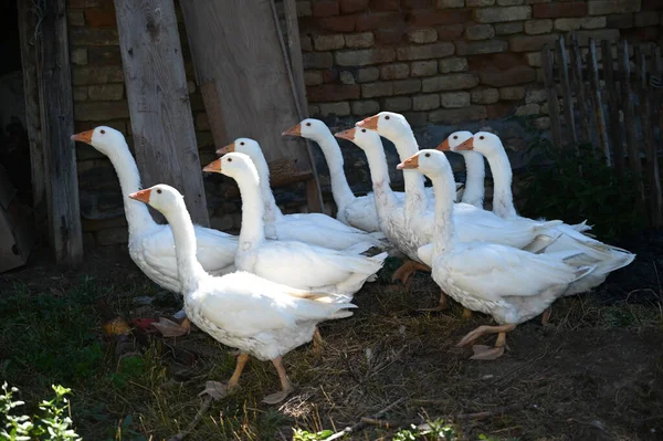 Gyönyörű Fehér Libák Szabadban Nyári Napon — Stock Fotó