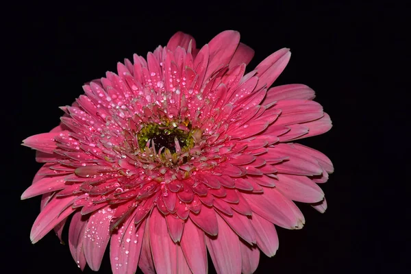 Belle Gerbera Sur Fond Sombre Concept Été Vue Rapprochée — Photo