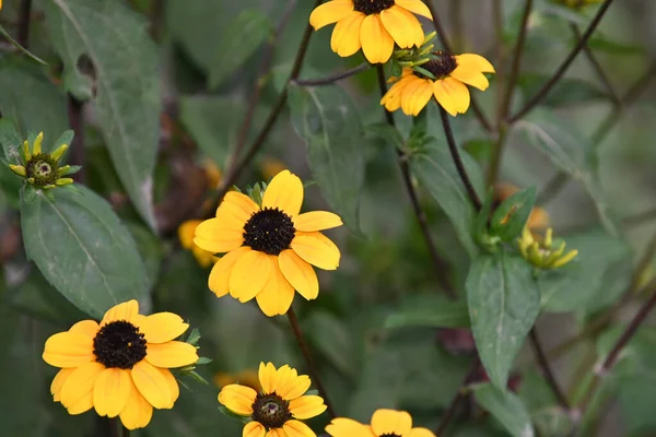 Hermosas Flores Que Crecen Jardín Verano Día Soleado — Foto de Stock