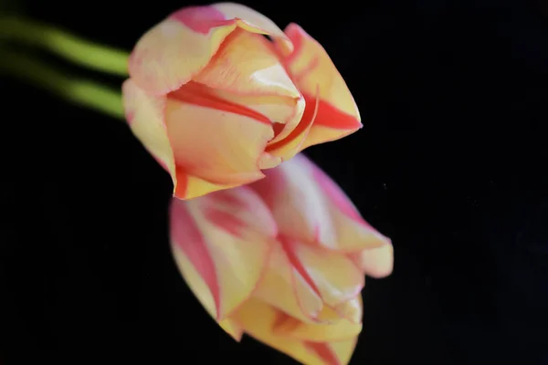 Beautiful Flowers Dark Background — Stock Photo, Image