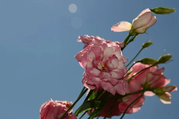 Hermosas Flores Eustoma Sobre Fondo Azul Cielo — Foto de Stock