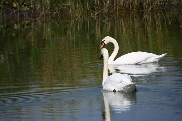 Güzel beyaz kuğular yaz günü göl yüzeyinde yüzerler. 