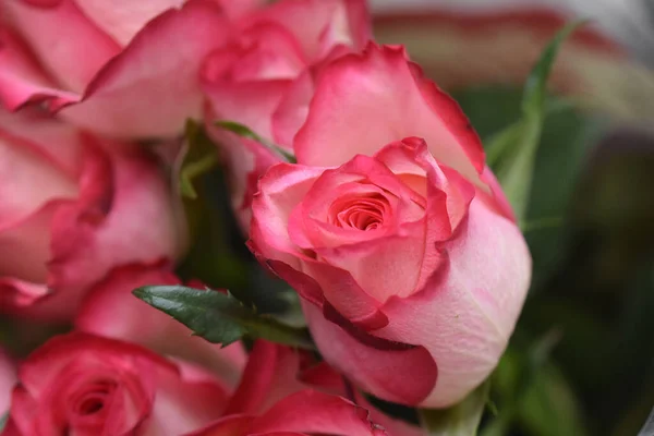 Buquê Belas Rosas Fundo Escuro Conceito Verão Vista Perto — Fotografia de Stock