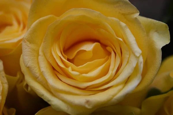 Strauß Schöner Rosen Auf Dunklem Hintergrund Sommerkonzept Nahsicht — Stockfoto