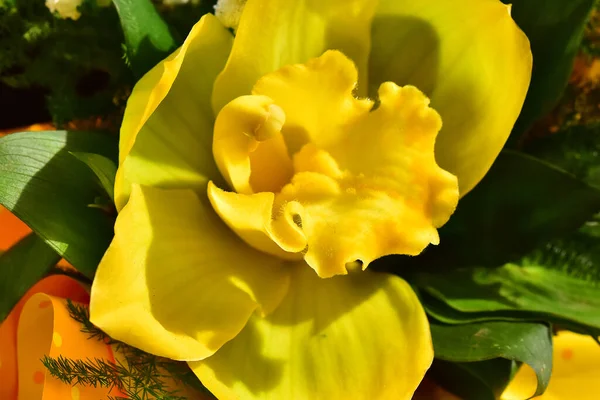 Hermosa Flor Orquídea Sobre Fondo Oscuro Concepto Verano Vista Cercana — Foto de Stock